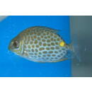 Siganus guttatus - Goldlined Spinefoot, Golden Rabbitfish