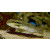 Amblygobius stethophthalmus - White Phalaena