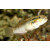 Amblygobius stethophthalmus - White Phalaena