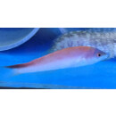 Pseudojuloides kaleidos - Kaleidos-Junker female
