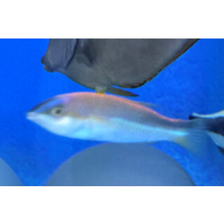 Pseudojuloides kaleidos - Kaleidos Wrasse male