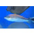 Pseudojuloides kaleidos - Kaleidos Wrasse male