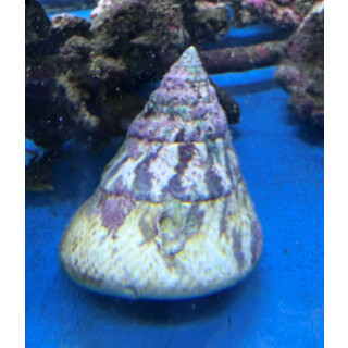 Tectus sp. (Trochus stellatus) XXL - Kegelförmige...