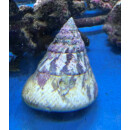 Tectus sp. (Trochus stellatus) XXL - Kegelf&ouml;rmige Kreiselschnecke ca.9cm+
