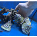 Tectus sp. (Trochus stellatus) XXL - Kegelf&ouml;rmige Kreiselschnecke ca.9cm+