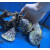 Tectus sp. (Trochus stellatus) XXL - Kegelförmige Kreiselschnecke ca.9cm+