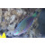 Scarus quoyi - Green parrotfish large