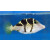 Paraluteres prionurus - Black-saddled Leatherjacket