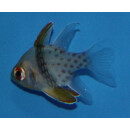 Sphaeramia nematoptera - Pajama cardinalfish