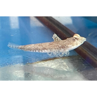 Callionymus enneactis - Mosaic Dragonet, Mangrove Dragonet 
