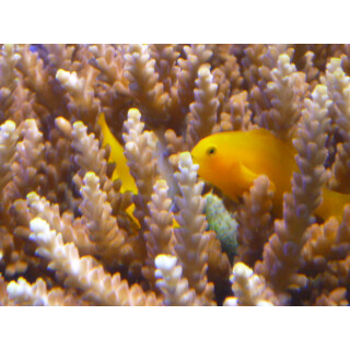 Gobiodon okinawae - gelbe Korallengrundel Paar
