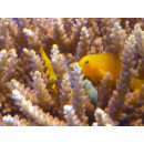 Gobiodon okinawae - gelbe Korallengrundel Paar