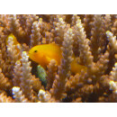Gobiodon okinawae - gelbe Korallengrundel Paar