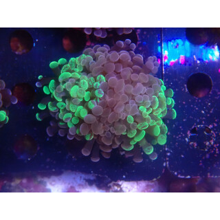 Euphyllia paraancora "Splash" DNZ 1-2P