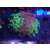 Euphyllia paraancora "Splash" DNZ 1-2P