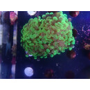 Euphyllia paraancora "Splash" DNZ 1-2P