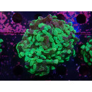Euphyllia paraancora "Splash" DNZ 3-4P