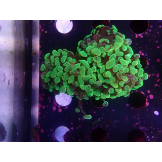 Euphyllia paraancora "Splash" DNZ 4-5P