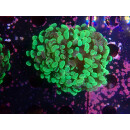 Euphyllia paraancora "Splash" DNZ 4-5P