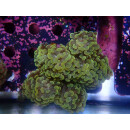 Euphyllia paraancora "Golden Nugget" Farmzucht  6P
