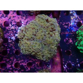 Euphyllia paraancora "Golden Nugget" Farmzucht 8P