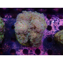 Euphyllia paraancora "Hologram" Farmzucht 7P