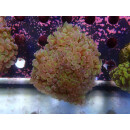 Euphyllia paraancora "Hologram" Farmzucht 7P