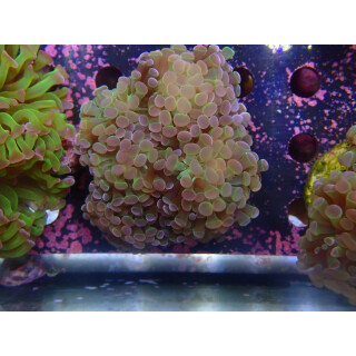 Euphyllia paraancora "Hologram" Farmzucht 6P