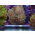 Euphyllia paraancora "Hologram" Farmzucht 6P