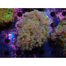 Euphyllia paraancora "Hologram" Farmzucht 7-8P