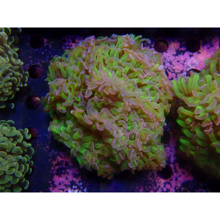 Euphyllia paraancora "Bicolor" A-Grade Farmzucht 8-10P