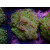 Euphyllia paraancora "Bicolor" A-Grade Farmzucht 8-10P