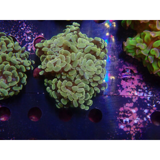 Euphyllia paraancora "Golden Nugget" DNZ 4P