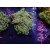 Euphyllia paraancora "Golden Nugget" DNZ 4P