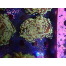 Euphyllia paraancora "Golden Nugget" DNZ 4P
