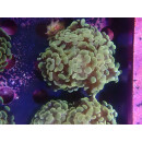 Euphyllia paraancora "Golden Nugget" DNZ 3-4P