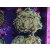 Euphyllia paraancora "Golden Nugget" DNZ 3-4P
