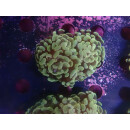 Euphyllia paraancora "Golden Nugget" DNZ 3-4P