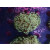 Euphyllia paraancora "Golden Nugget" DNZ 3-4P