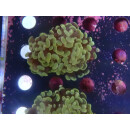 Euphyllia paraancora "Golden Nugget" DNZ 2-3P