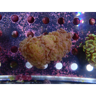 Euphyllia paraancora "Hologram" DNZ 4P
