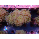 Euphyllia paraancora "Hologram" DNZ 5-6P