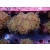Euphyllia paraancora "Hologram" DNZ 5-6P