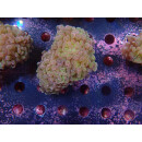 Euphyllia paraancora "Hologram" DNZ 4-5P