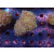 Euphyllia paraancora "Hologram" DNZ 4-5P