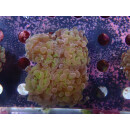 Euphyllia paraancora "Hologram" DNZ 4-5P