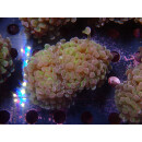 Euphyllia paraancora "Hologram" DNZ 3-4P
