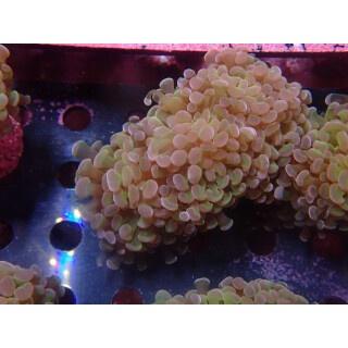 Euphyllia paraancora "Hologram" DNZ 4-5P