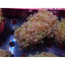 Euphyllia paraancora "Hologram" DNZ 4-5P