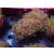 Euphyllia paraancora "Hologram" DNZ 4-5P